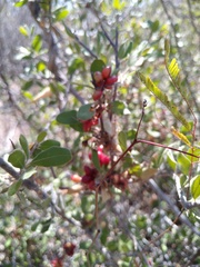 Castela peninsularis