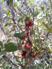 Castela peninsularis