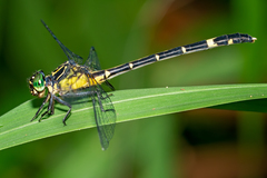 Austrogomphus prasinus