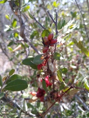 Castela peninsularis