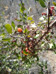 Castela peninsularis