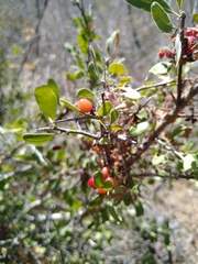 Castela peninsularis