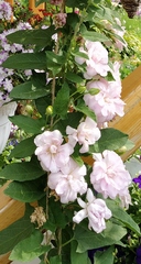 Calystegia pubescens