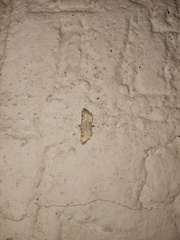 Hileithia approprialis