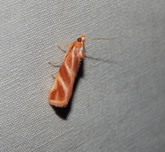 Trachypteryx rhodoxantha