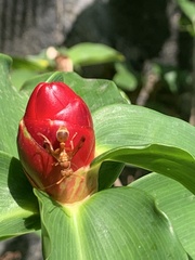 Ropalidia marginata marginata