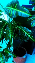 Codiaeum variegatum