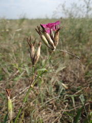 Dianthus borbasii capitellatus