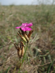 Dianthus borbasii capitellatus