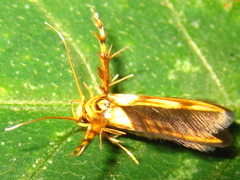 Stathmopoda stimulata