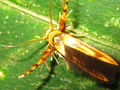 Stathmopoda stimulata