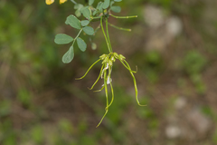 Hippocrepis emerus emeroides