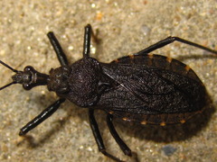 Coranus dilatatus