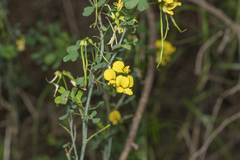 Hippocrepis emerus emeroides