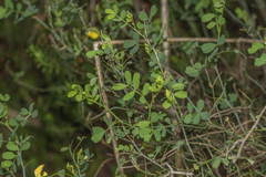 Hippocrepis emerus emeroides