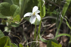 Viola patrinii