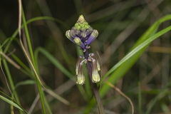 Bellevalia trifoliata