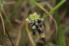 Bellevalia trifoliata