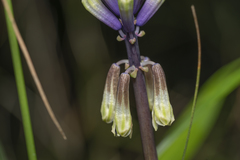 Bellevalia trifoliata
