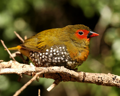 Mandingoa nitidula nitidula