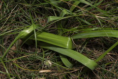 Bellevalia trifoliata