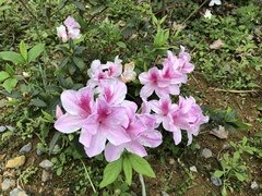 Rhododendron × pulchrum