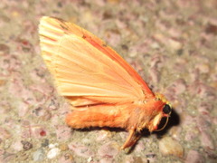 Barsine striata