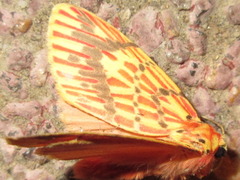 Barsine striata