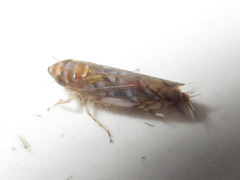 Scaphoideus festivus