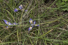 Iris unguicularis carica