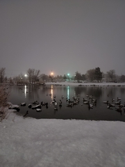 Branta canadensis