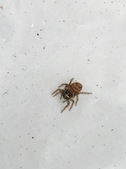 Colyttus