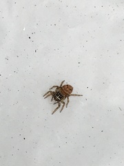 Colyttus