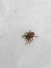 Colyttus
