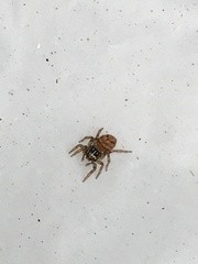 Colyttus