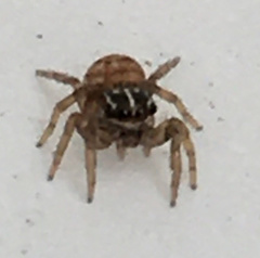 Colyttus