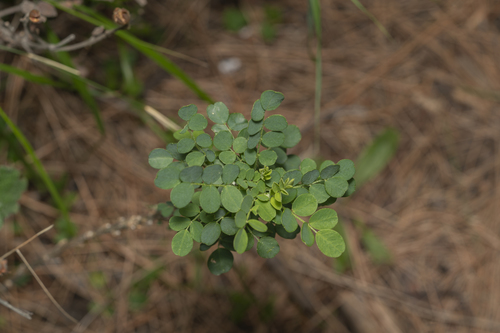 Image of Colutea insularis by (c) Eleftherios Katsillis, some rights reserved (CC BY)