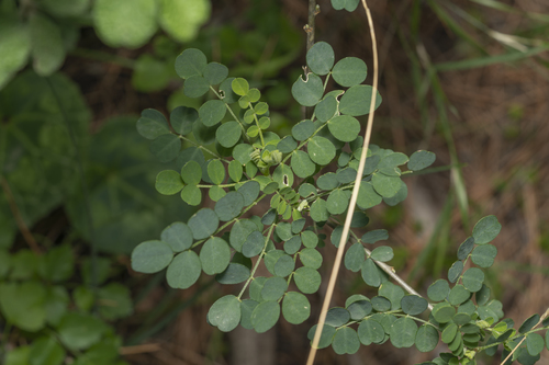 Image of Colutea insularis by (c) Eleftherios Katsillis, some rights reserved (CC BY)