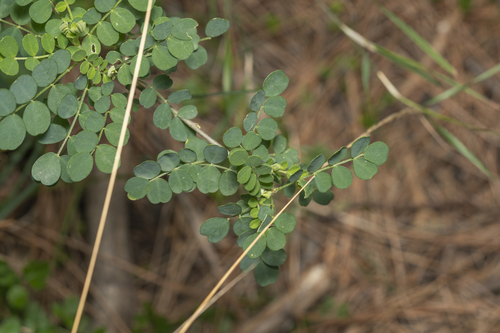 Image of Colutea insularis by (c) Eleftherios Katsillis, some rights reserved (CC BY)