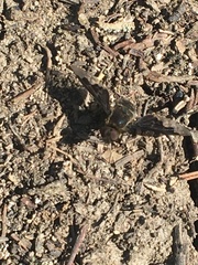 Hemipenthes morioides