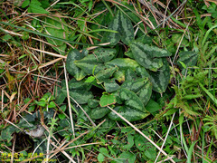 Asarum macranthum