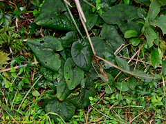 Asarum macranthum