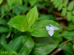 Leucodrepana serratilinea