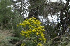Ferula glauca