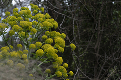 Ferula glauca