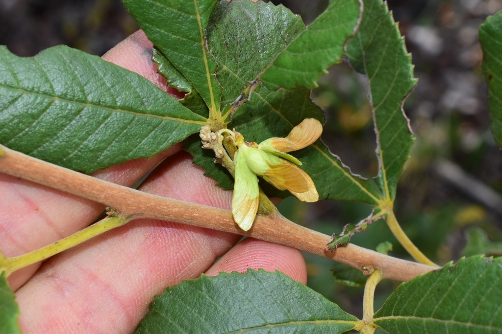 Thouinia tomentosa