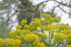 Ferula glauca