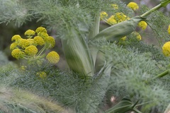 Ferula glauca