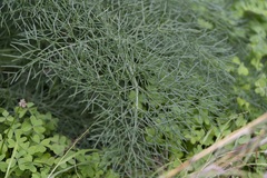 Ferula glauca