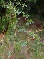 Indigofera placida